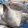 Frozen  White Pomfret Fish
Frozen Style and Fish Product Type frozen white pomfret fish